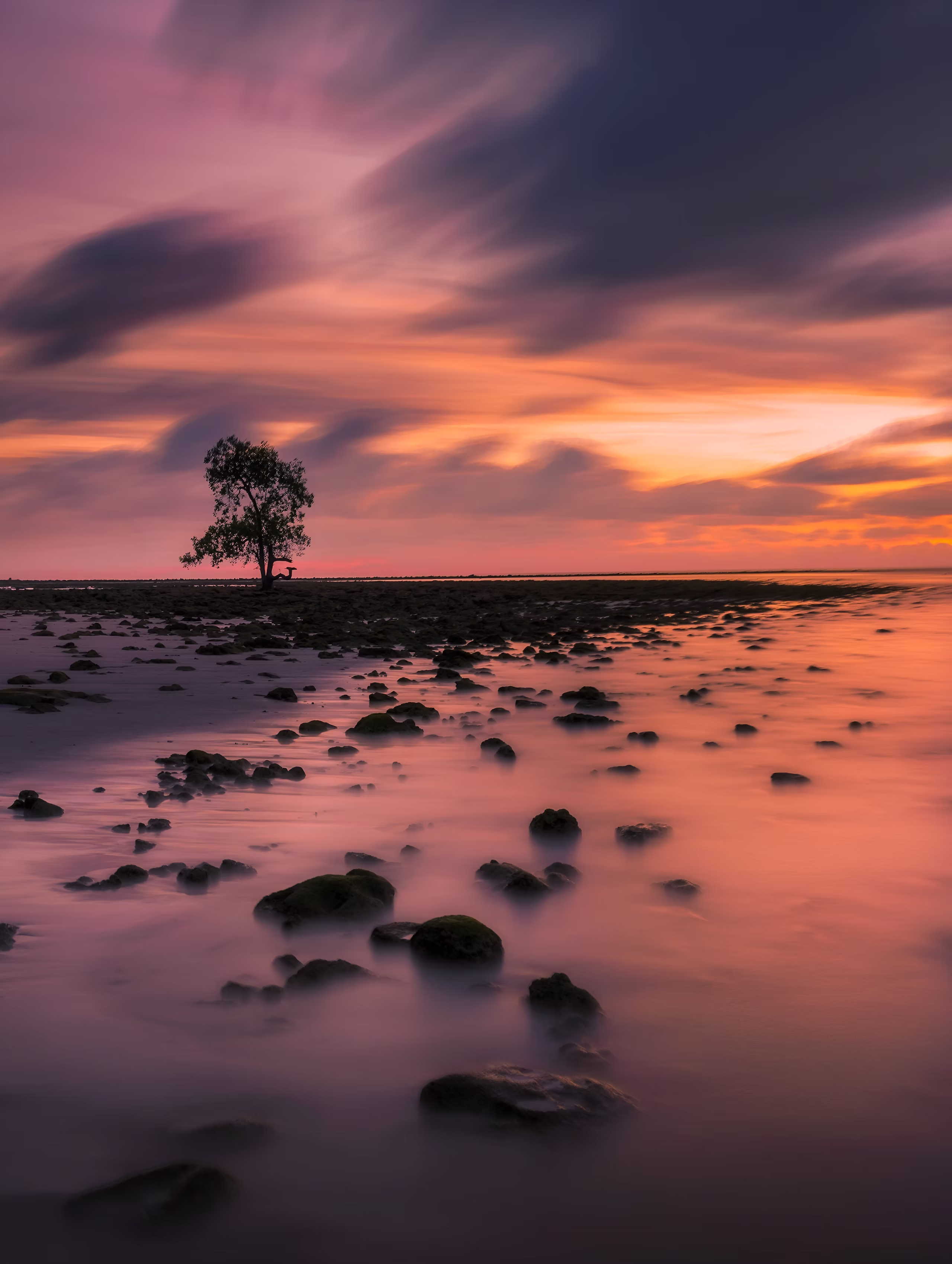 A solitary mangrove tree beneath dramatic sunset clouds