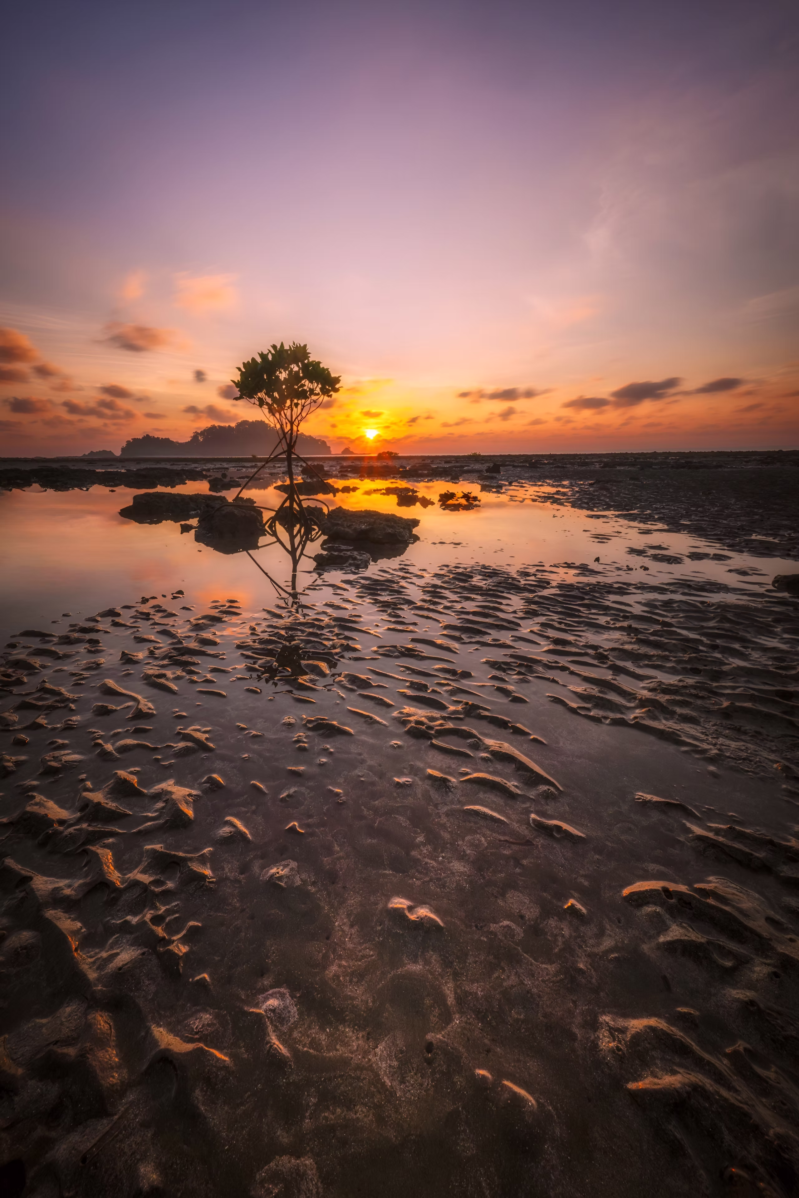 Mangrove tree and tidal patterns at sunset