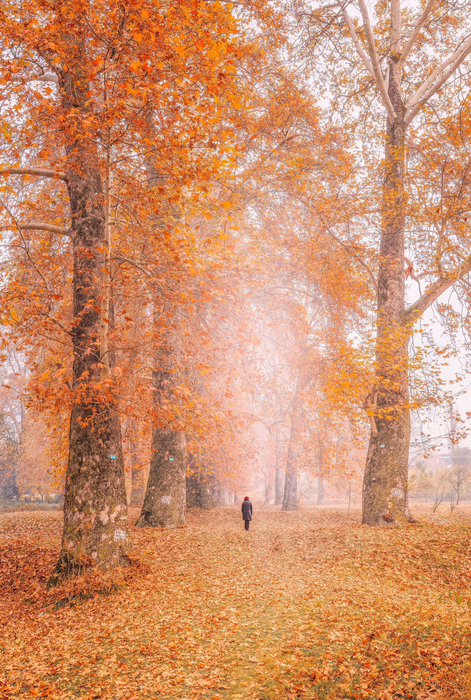 Autumn landscape in Kashmir