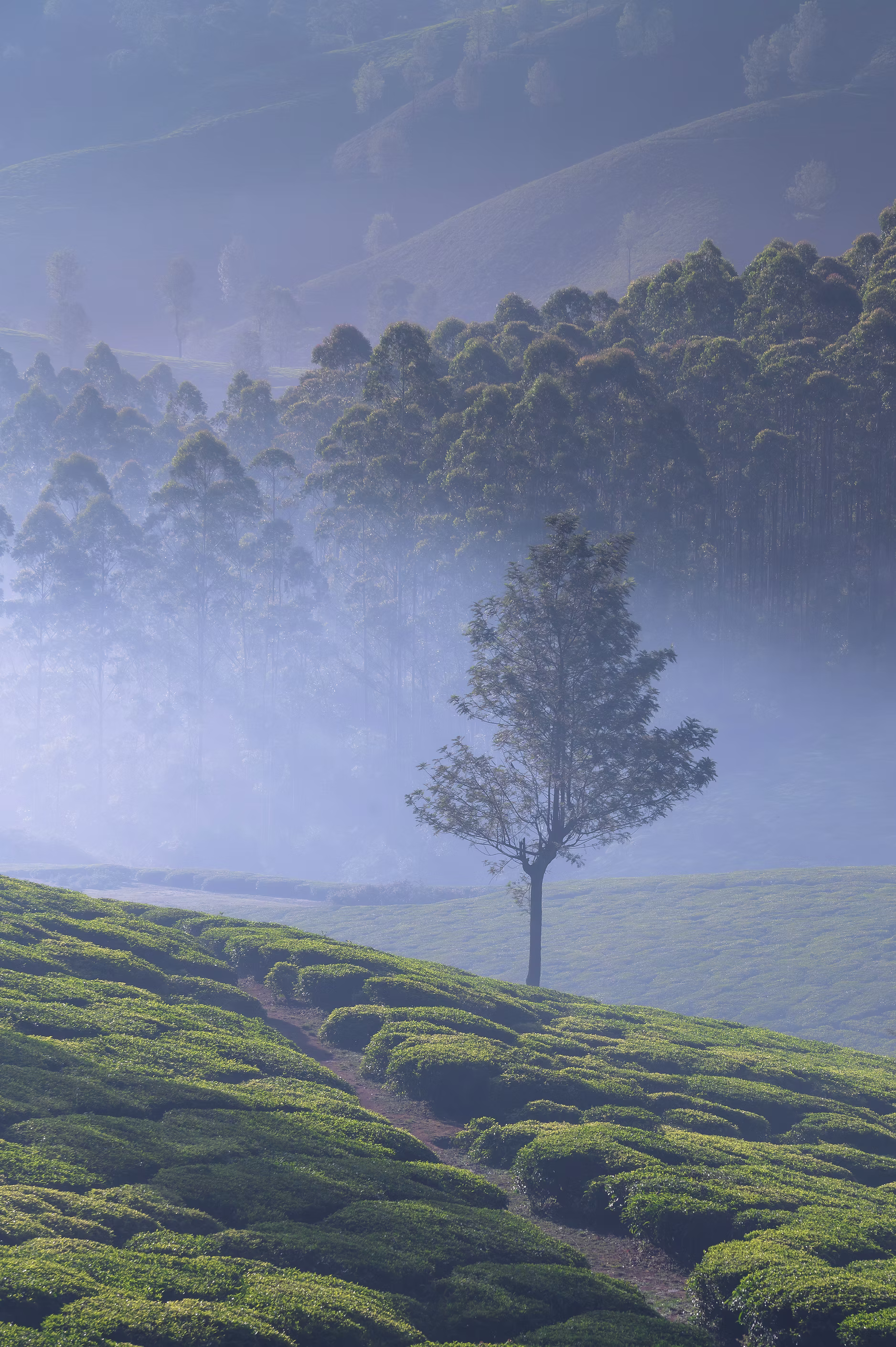 Misty tea slopes in Munnar